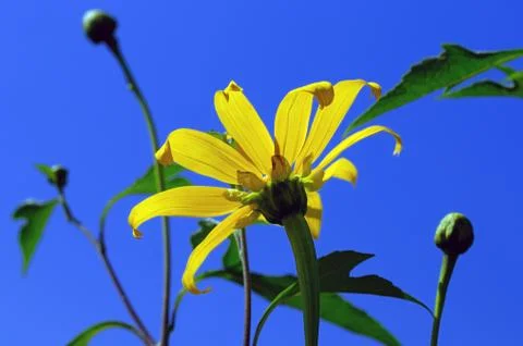 Coreopsis Moonbeam Stock Photos