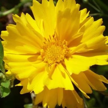Coreopsis Stock Photos