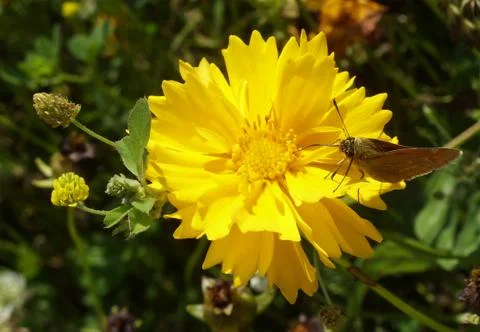 Coreopsis Stock Photos