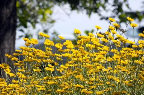 Coreopsis Stock Photos