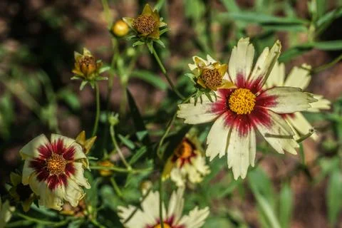 Coreopsis "Redshift" Stock Photos