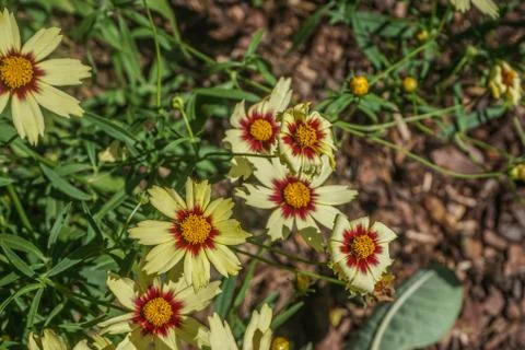 Coreopsis "Redshift" Stock Photos