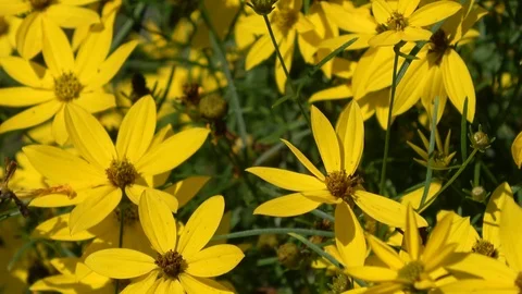 Coreopsis Verticillata also known as thread leaf coreopsis Stock Footage 92825973