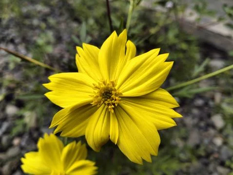 Coreopsis verticillata Fotos Stock