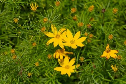 Coreopsis verticillata. Stock Photos