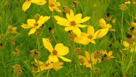 Coreopsis verticillata plant also know as threadleaf coreopsis, whorled tickseed Stock Footage 344049499