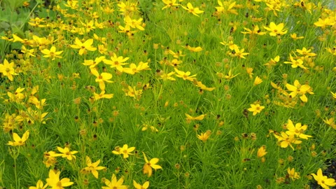 Coreopsis verticillata plant also know as threadleaf coreopsis, whorled tickseed Stock Footage 344049911