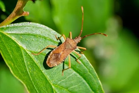Coreus marginatus brown leaf bug on green leaf macro close-up in natural ligh Stock Photos