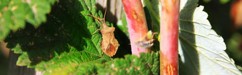 Coreus marginatus. Dock Bug. Stink bugon raspberries leaves Stock Photos