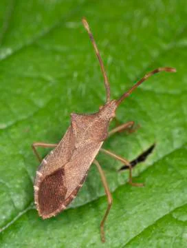 Coreus marginatus (dock) squash bug macro Stock Photos