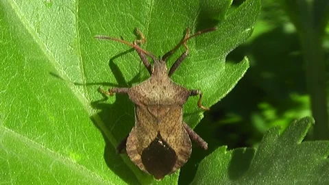 Coreus marginatus Stock Footage 159785712