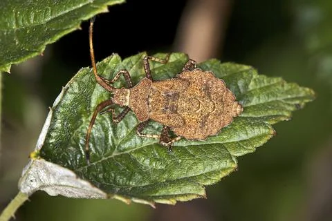 Coreus marginatus, larva, leather bug, marmorated bug, dock bug Stock Photos