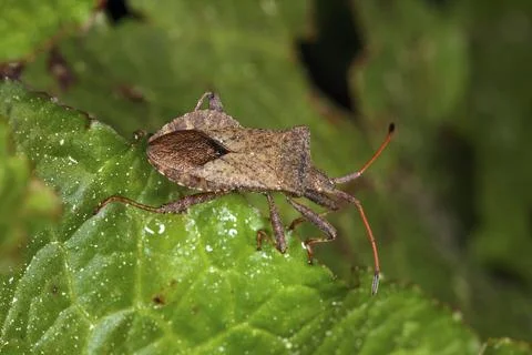 Coreus marginatus, leather bug, dock bug Stock Photos