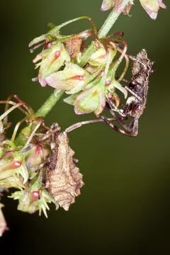 Coreus marginatus, Leather bug, Dock bug, Larva Stock Photos