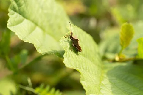 Coreus marginatus or the dock bug on a green leaf. Coreus marginatus is a her Foto stock