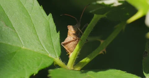 Coreus Marginatus plug on a leaf of Common Lasius Niger Video stock 244326054