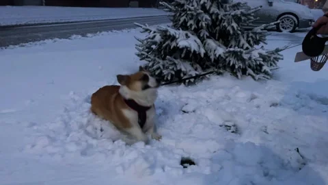 Corgi amusingly catches snow with his paws from his mistress and plays with her Stock Footage 260001754