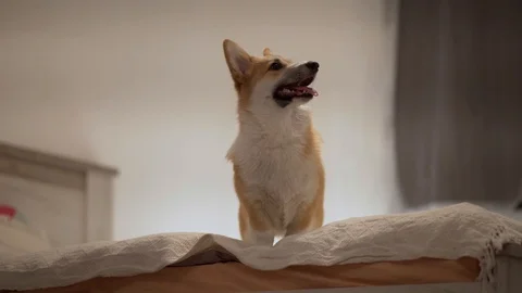 Corgi and ball Stock Footage 127379448