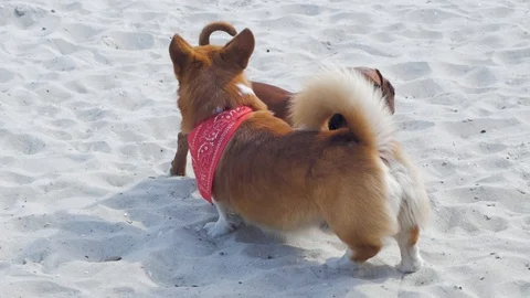 Corgi and  dachshund Video stock 104574688
