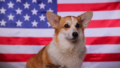 Corgi in the background of the American flag. Video stock 196688059