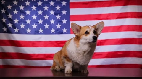 Corgi in the background of the American flag. Video stock 196985482
