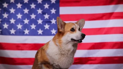 Corgi in the background of the American flag. Video stock 196985500