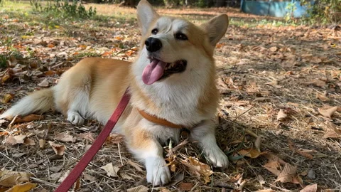 Corgi basks in the sun in the autumn forest Stock Footage 252504751
