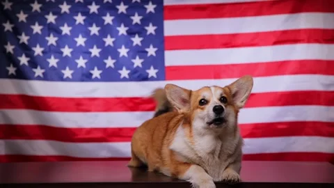 A corgi breed dog lying cute and barking in front of an American flag. Video stock 197804570
