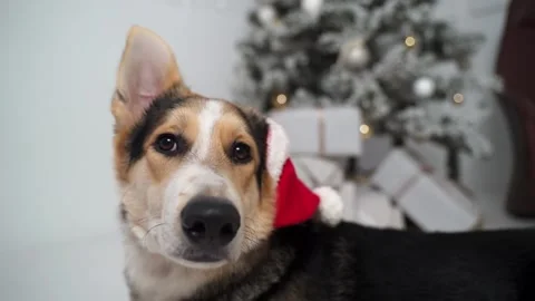 Corgi in christmas hat on one ear sitting in white room near christmas tree Stock Footage 143163619
