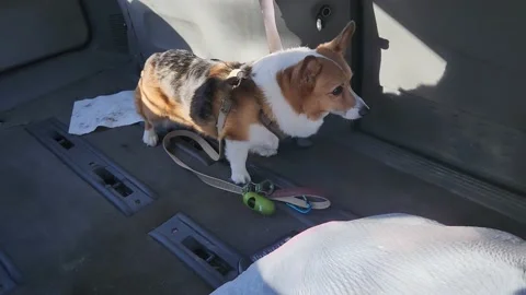 Corgi Dalk Walking park Fall Leaves Stock Footage 220363895