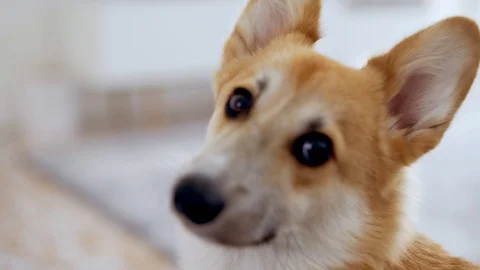 Corgi doesn't know what is the problem. 4K, Stock, rolyalty free Stock Footage 127428915