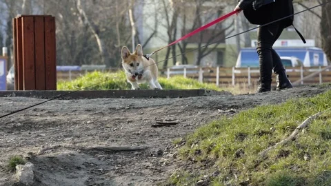Corgi doesn't want to do... Stock Footage 124755254
