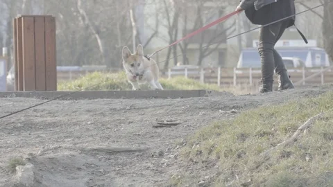 Corgi doesn't want to do... Stock Footage 124755585