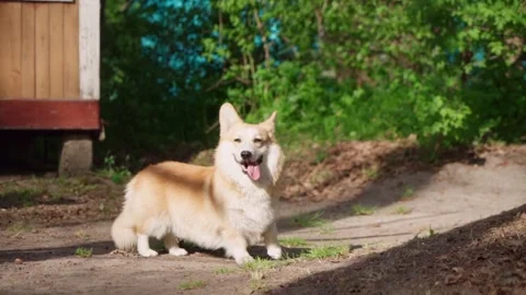 Corgi dog breed has fun on a walk. sunset. close-up Stock Footage 241738769