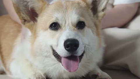 Corgi dog close-up Video stock 198352673