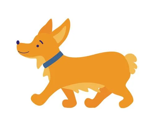 Corgi dog. Cute friendly welsh corgi puppy walking. Cute dog breed welsh corg Stock Illustration