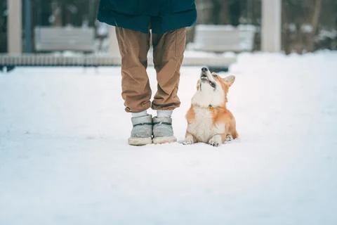 The corgi dog executes the command to lie next to owner and looking at him Stock Photos