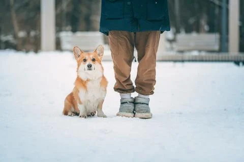 The corgi dog executes the command to sit next to him. Dog training for a walk. Stock Photos
