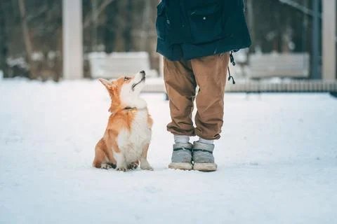 The corgi dog executes the command to sit next to him. Dog training for a walk. Stock Photos