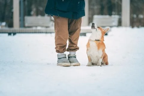 The corgi dog executes the command to sit next to him. Dog training for a walk. Foto stock