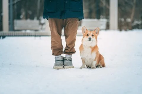 The corgi dog executes the command to sit next to him. Dog training for a walk. Stock Photos