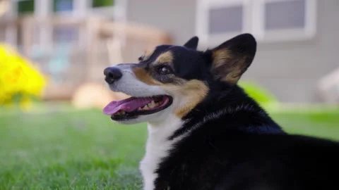 Corgi dog in front yard Stock Footage 283505118