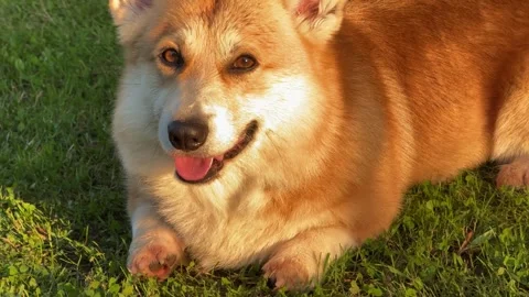 Corgi-dog-on-grass Stock Footage 339582496