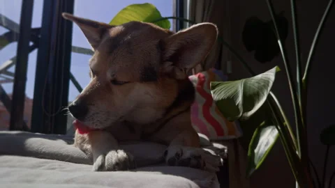 Corgi dog grooming itself while relaxing in warm sunlight at home. 스톡 동영상 339001766