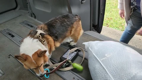 Corgi Dog Inside of Back of Car Stock Footage 220370109