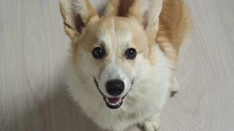 The corgi dog looked up Video stock 200910949