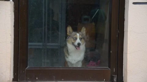 Corgi Dog Looking Through Glass Door from Inside House Stock Footage 333548435