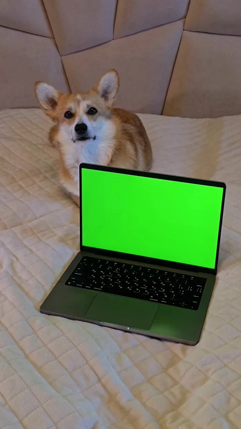Corgi dog lying behind laptop with green screen and looking at camera Stock Footage 345047470