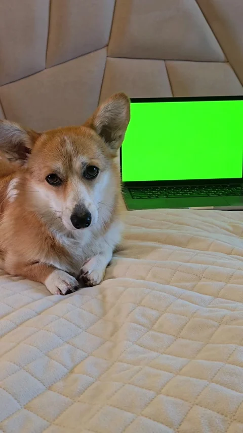 Corgi dog lying in front of laptop with green screen looking at camera Stock Footage 345047475