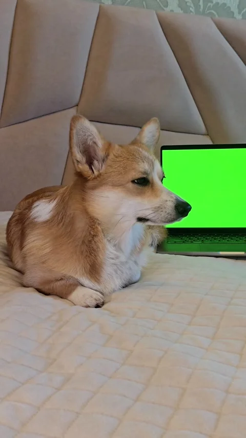 Corgi dog lying in front of laptop with green screen turning head toward screen Stock Footage 345047477